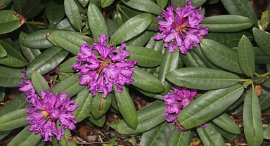 Istranca Ormanları Baharı Karşıladı! Zelenika Çiçeklerinden Görsel Şölen