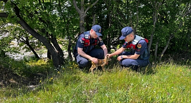 Jandarma Devriyesi Ormanda Yaralı Yavru Karacayı Kurtardı