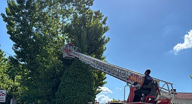 Kaynarca’da Polen Sorununa Neşter! 