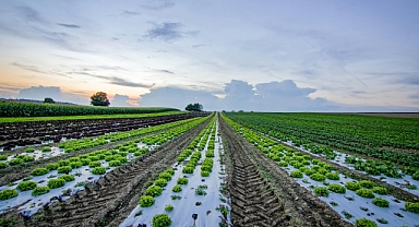 Nisan 2025'te Tarım-ÜFE Yüzde 27,50 Arttı