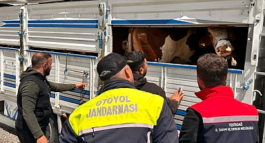 Tekirdağ'a kaçak hayvan getiren besiciye 105 bin lira ceza