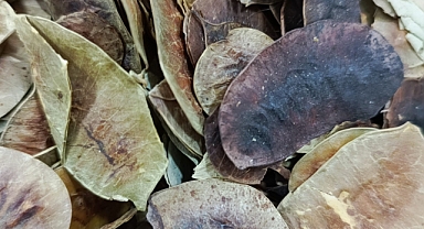 Açlık Otu Nedir? Mucize Bitkinin Bilinmeyen Faydaları