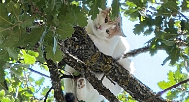Ağaçta mahsur kalan kedi için vali devreye girdi; 18 saat sonra kurtarıldı