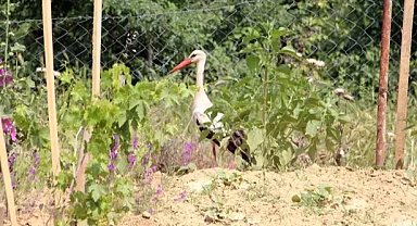Bahçelerine düşen yaralı leyleğe sahip çıkıp, balıkla beslediler