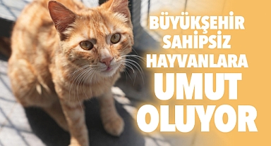BÜYÜKŞEHİR SAHİPSİZ HAYVANLARA UMUT OLUYOR