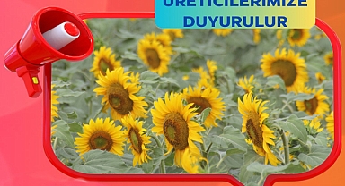 Çiftçilere Kritik Hatırlatma: Ayçiçeği Ürünü Sigortası İçin Son Gün Bugün!