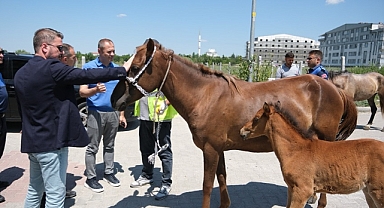 Kırklareli'de Başıboş Atlara Müdahale Şehir Güvenliği İçin Harekete Geçildi