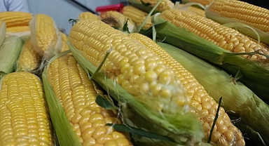 Kırklareli Kapalı Pazarı'nda Haşlama Süt Mısır Sezonu Açıldı!