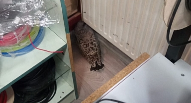 Kırklareli'nde Duyarlı Esnafın Örnek Davranışı: Uçamayan Martı'ya Şefkat Eli