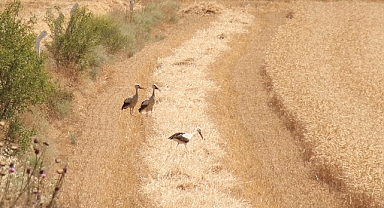 Kırklareli'nde Hasat Alanlarında Leyleklerin Renkli Görüntüleri