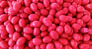 Kırklareli'nde Pancarlı Zeytin Raflarda: Hem Şifa Deposu Hem Sofraların Yeni Gözdesi!