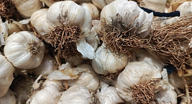 Kırklareli'nde Sarımsak Fiyatları Düşüşe Geçti
