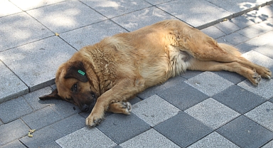 Kırklareli'nde Sıcaklıklar Yükseldi: Sokak Hayvanları Serinlik Peşinde