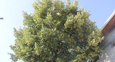 Kırklareli Yazı Karşıladı: Şehri Ihlamur Kokuları Sardı