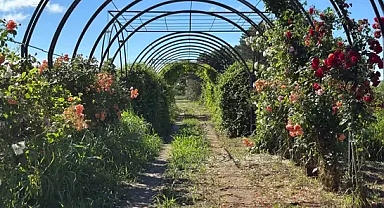 'Koku tüneli'nden geçenler, güzel hava soluyup, çeşit çeşit bitki tanıyor