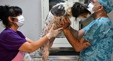 Lüleburgaz Belediyesi Hayvan Bakımevi'nde Anlamlı Gönüllülük Çalışması