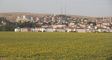 Pınarhisar Ovaları Sarıya Boyandı: Ayçiçekleri Göz Kamaştırıyor