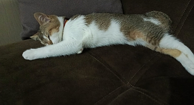 Sokak Kedisi ve Ev Kedisi Arasındaki Farklar: Bilmediğiniz 5 Gerçek