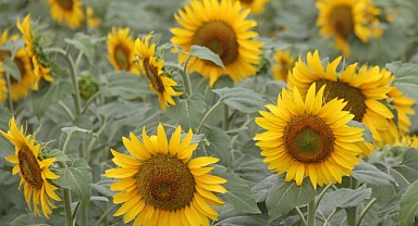 Tarımsal Girdi Fiyatları Nisan Ayında Yükseldi: Çiftçinin Maliyeti Katlanıyor