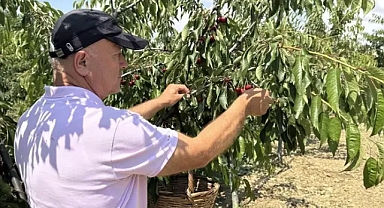 Tekirdağ kirazında 3 bin ton rekolte bekleniyor