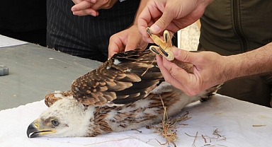 Trakya'da şah kartal ile leylekler için 'halkalama' çalışması