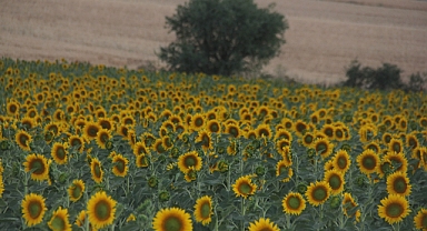 Trakya'nın Sarı Gelini Çiçek Açtı: Kırklareli Sarıya Büründü