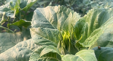 Trakya'nın Sarı Gelini Yüzünü Gösterdi: Ayçiçekleri Umut Vadediyor