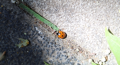 Yaz Aylarının Renkli Misafirleri: Uğur Böcekleri
