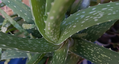 Aloe Vera: Doğal Bir Şifa Kaynağı