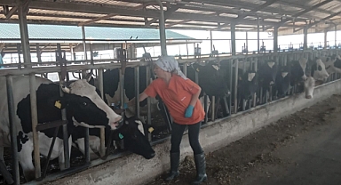 Babaeski'de Hayvan Sağlığı İçin Aşılama Çalışmaları Devam Ediyor