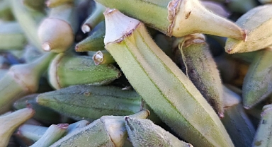 Bamyanın Faydaları Saymakla Bitmiyor