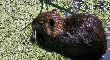Bulgaristan’daki taşkınlarla Edirne’ye gelen su maymunları, Havsa ilçesinde ilgi odağı oldu