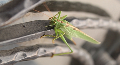 Cırcır Böcekleri: Doğanın Gizemli Sesi ve Özellikleri