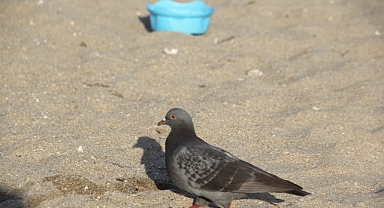 İğneada’da Temizlenen Sahil Yeniden Çöplüğe Dönüyor