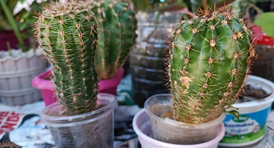 Kaktüs Bitkisi: Doğanın Kurak İklimlere Uyum Sağlayan Harikası