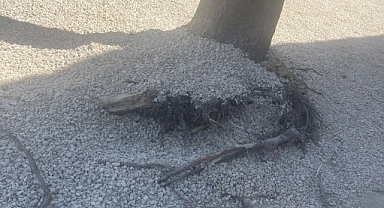 Keşan Belediyesi'nden Açıklama: Ağaçlar Güvenlik Gerekçesiyle Kaldırıldı