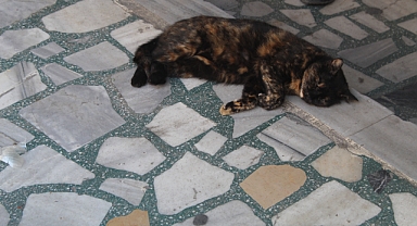 Kırklareli'de Sıcak Hava Sokak Hayvanlarını Etkiliyor