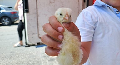 Kırklareli Merkez'de Minik Civcivler 50 TL'ye Satılıyor! Çocukların Yeni Gözdesi Oldular
