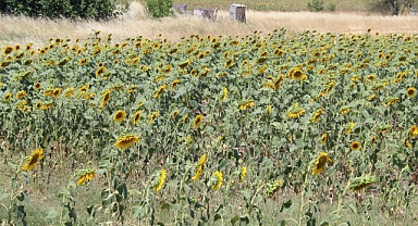 Kırklareli'nde Ayçiçek Üretiminde Alarm Zilleri Çalıyor
