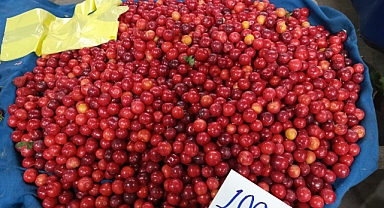 Kırklareli'nde Kışa Hazırlık Başladı: Kadınlar Kolları Sıvadı
