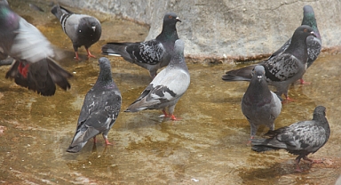 Kırklareli’nde Kuşların Su Arayışı Görsel Bir Güzelliğe Dönüştü