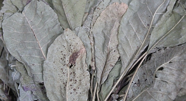 Kırklareli'nde Tetra Otu 40 TL'den Satışa Sunuluyor