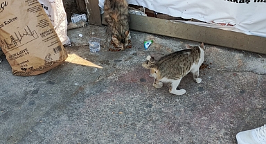 Kırklareli'nde Vatandaşlardan Sokak Kedilerine Şefkat Eli
