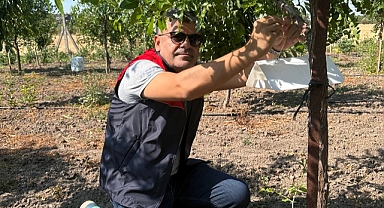 Lüleburgaz'da Akdeniz Meyve Sineği ile Mücadele Başladı