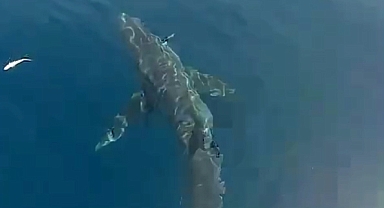 Saros’a açılan balıkçılar köpekbalığı görüntüledi