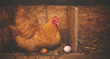 TÜİK Verilerine Göre Tavuk Eti Üretiminde Dikkat Çeken Artış