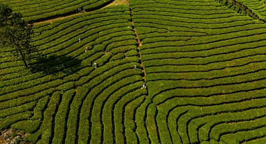 TÜİK Verilerine Göre Tropikal Meyveler Zirvede, Sebzede Sert Düşüş