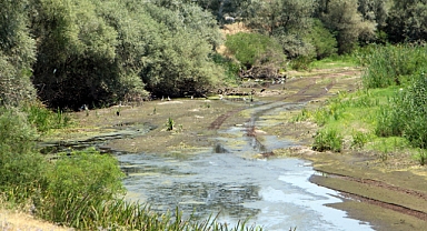 Tunca Nehri'nin kuruma noktasına geldiği Edirne’de çeltik üreticisi endişeli