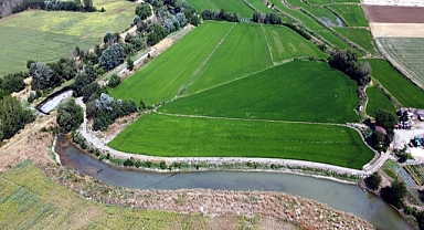 Tunca Nehri’nin kuruma noktasına geldiği Edirne’de, çeltik üreticisi tedirgin