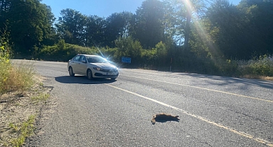 Yaban Hayvanları Karayollarında Hayatlarını Kaybediyor